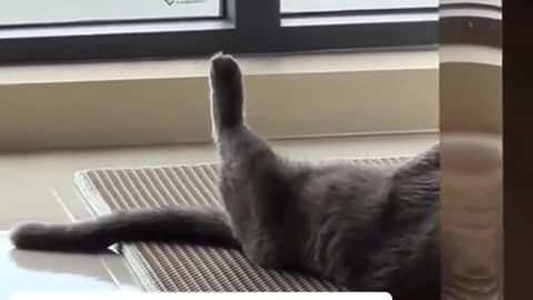 😂🐾 I'm So Curious... Wait For It! | FunFM