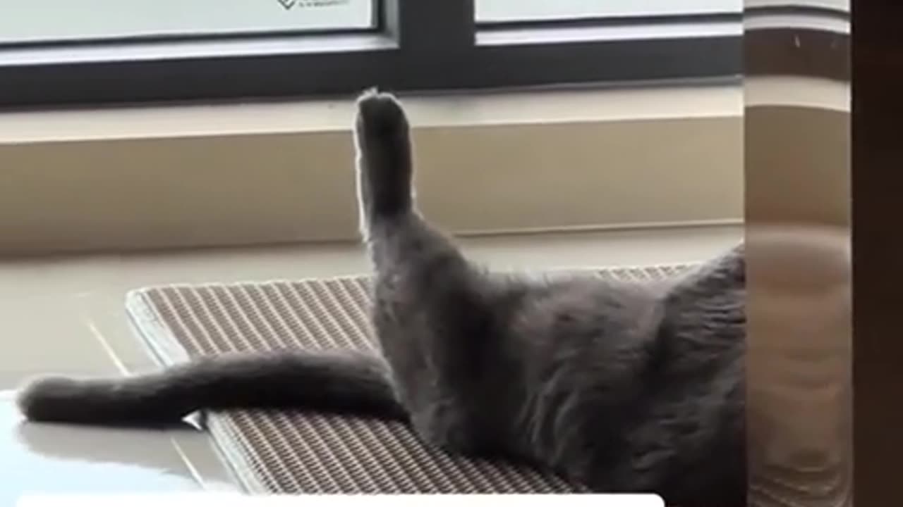 😂🐾 I'm So Curious... Wait For It! | FunFM