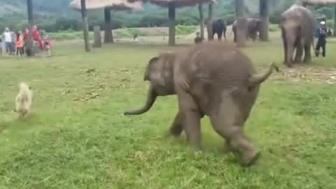 A baby elephant chasing a dog 😂❤️