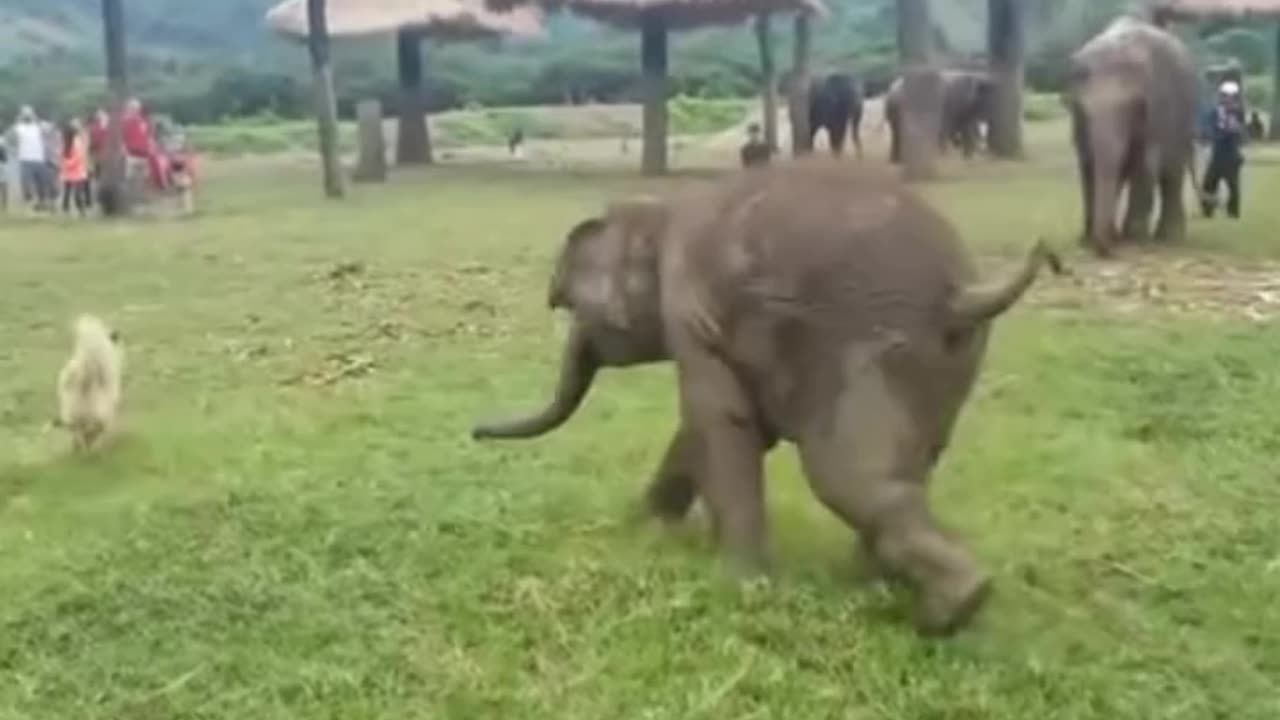 A baby elephant chasing a dog 😂❤️