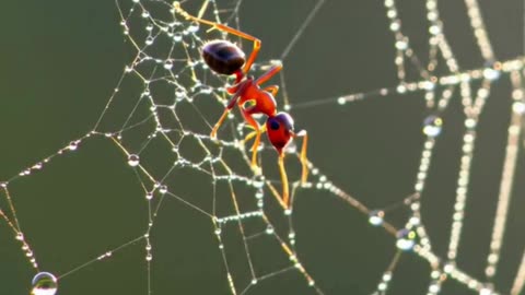 Ant walking on a spiderweb with morning dew