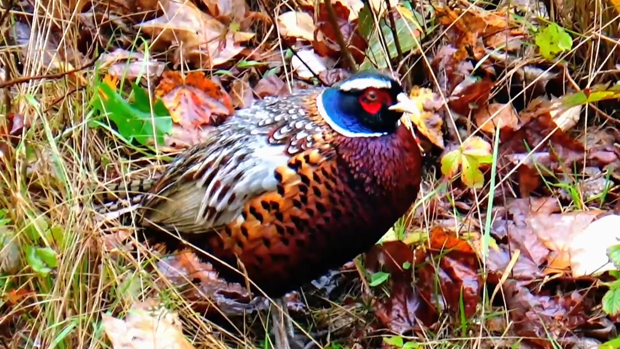 Ring-necked Pheasant