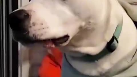 When your dog goes into Full Blown Zoomie Mode!