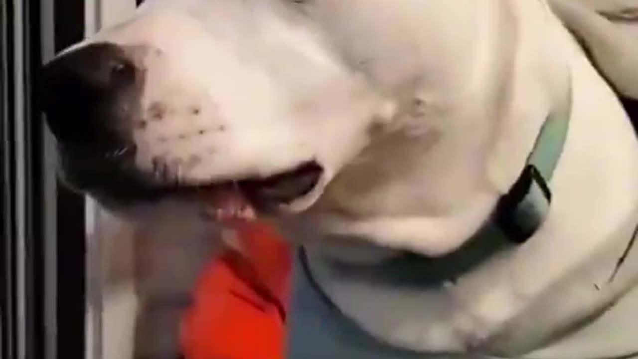 When your dog goes into Full Blown Zoomie Mode!