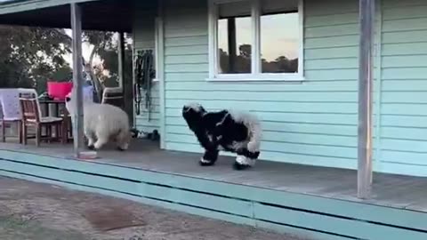 If you're having a bad day, watch this