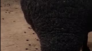 sheep