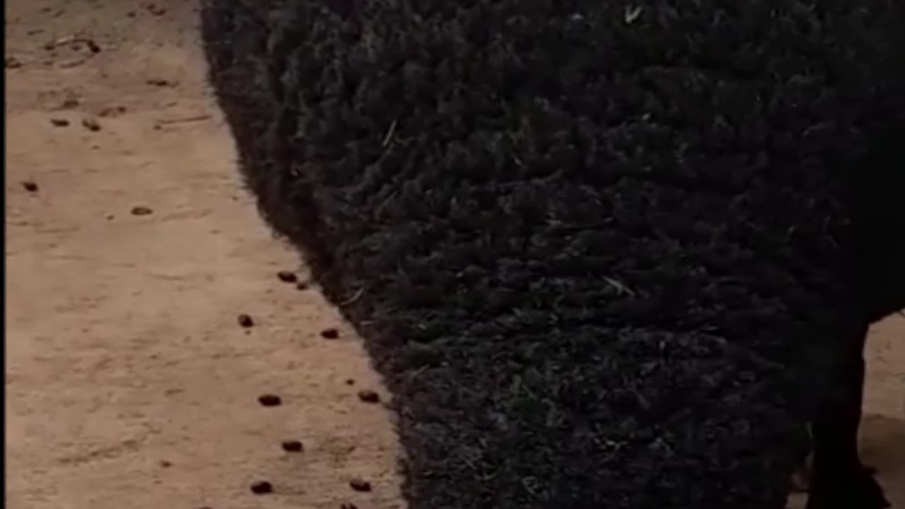 sheep