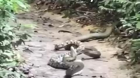 wild animals invading cities caught on camera
