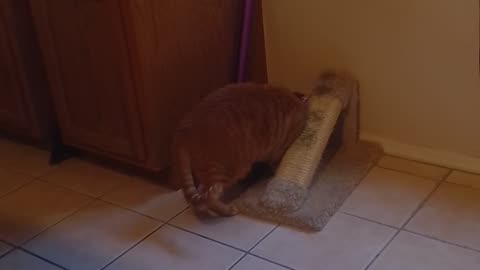 Buddy has fallen in love with the scratch post