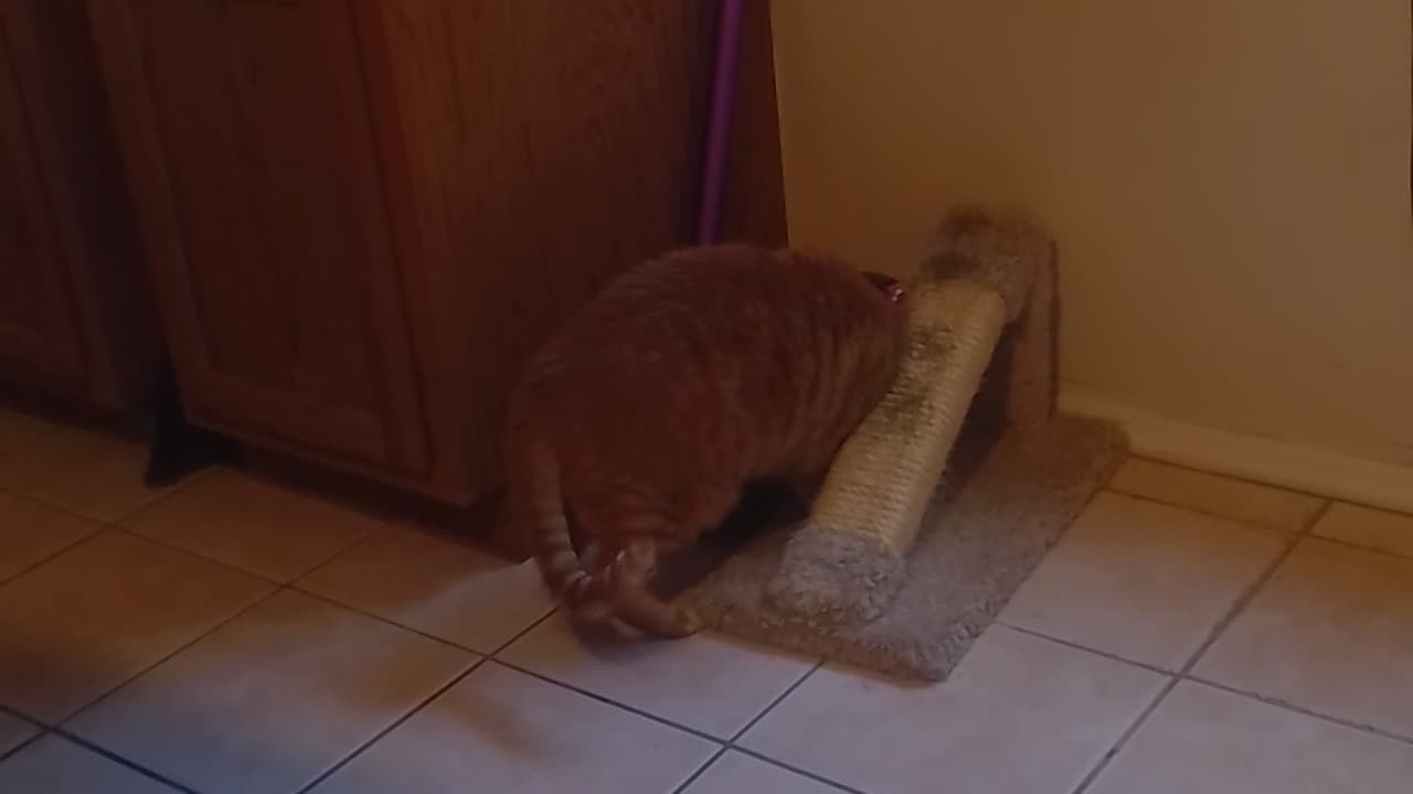 Buddy has fallen in love with the scratch post