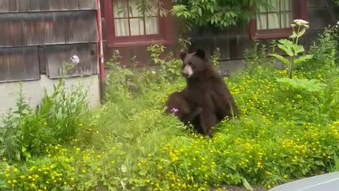 Bear Chillin on Telegraph Hill