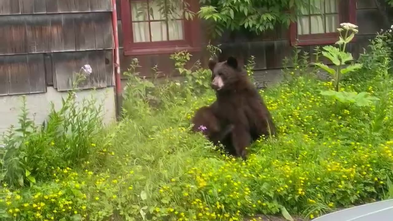 Bear Chillin on Telegraph Hill