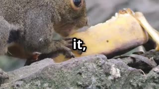 🐿️🌳 Squirrels The Accidental Forest Planters! 🌳🐿️