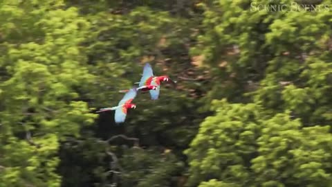 Animals That Call The Jungle Home | Amazon Rainforest |Scenic Relaxation Film