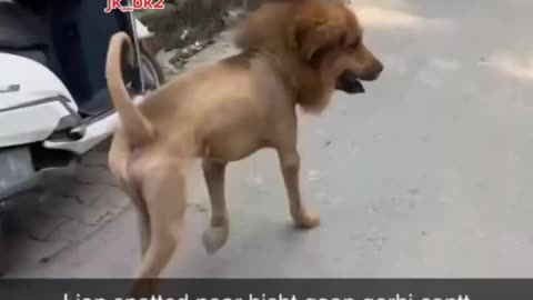 dogesh bhai #liyan #dog #comedy #funny