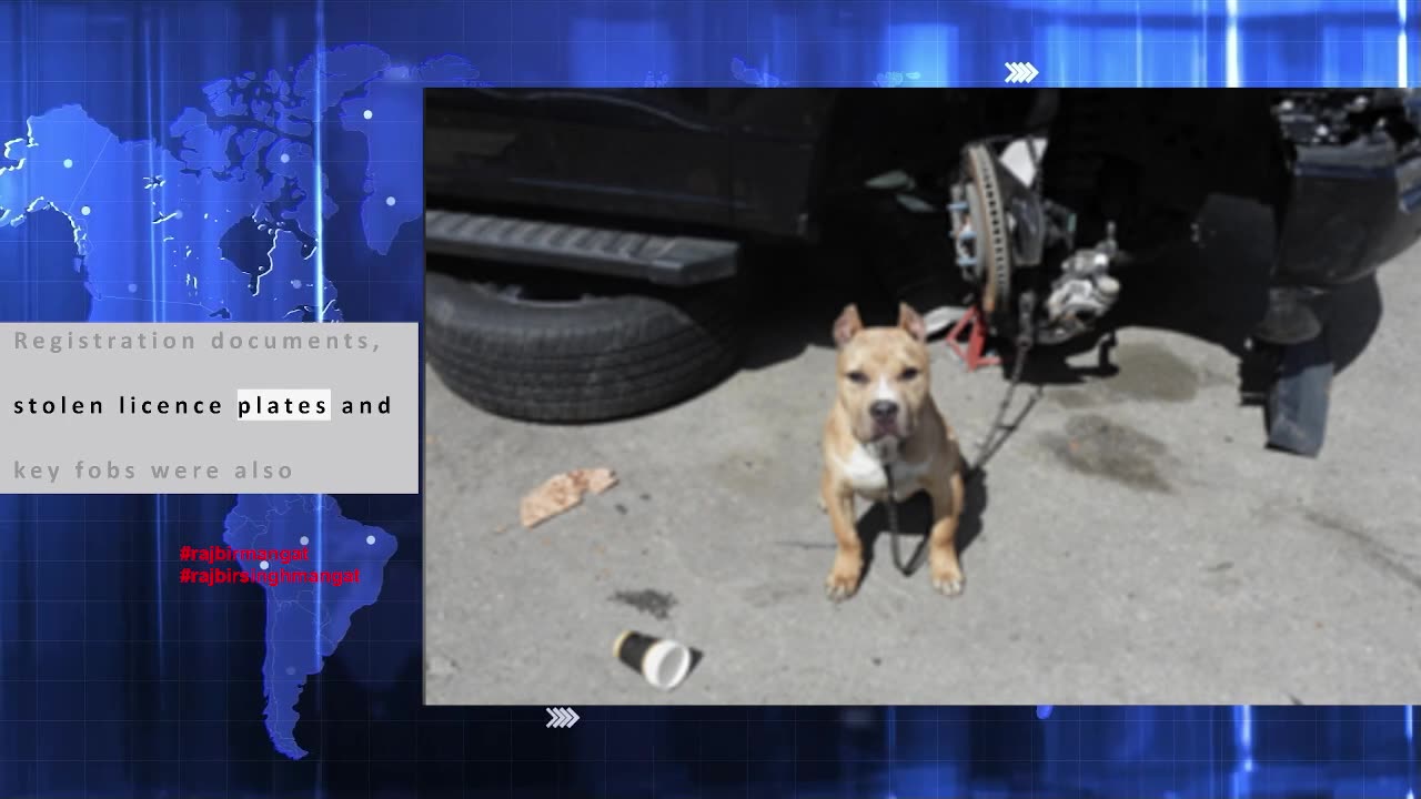 Peel police rescue dog and uncover $100,000 in stolen vehicles at Brampton repair shop