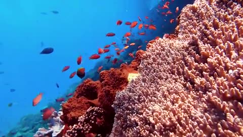 SCUBA DIVING NUSA PENIDA, WANT MORE AND MORE!