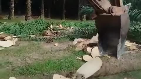 Wood slicing