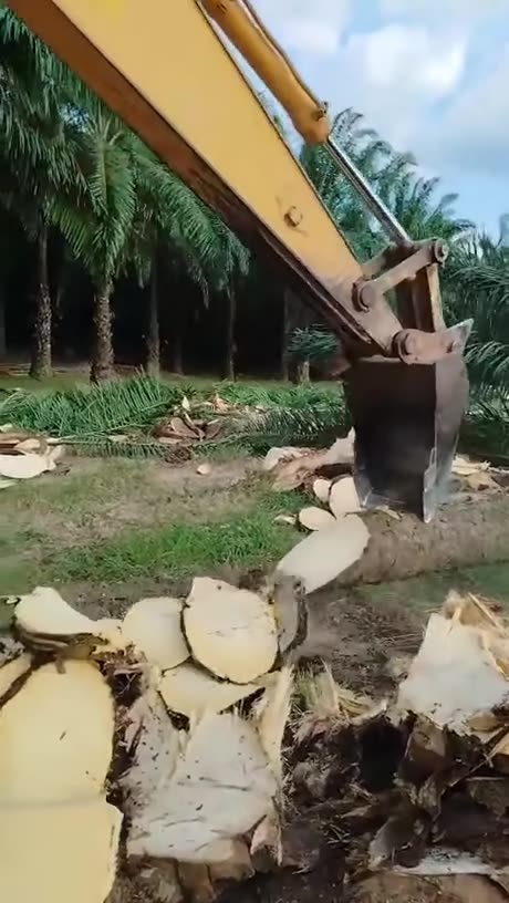 Wood slicing