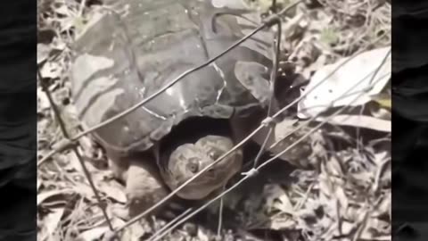 😱👻 The Creepiest Paranormal Encounter I've Ever Seen! Creepy Paranormal Videos | TheHauntingHour