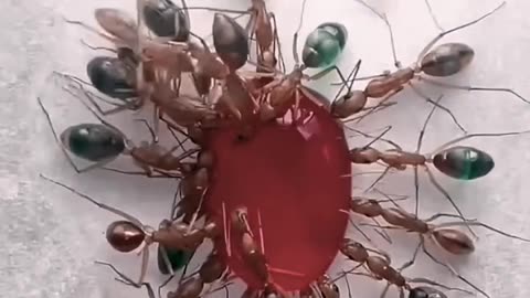 Transparent ants belly filled with jelly 🤢