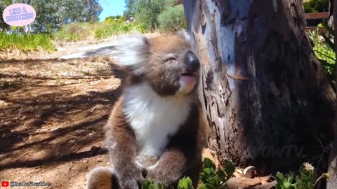 When Animals Face Off Against the Wrong Foe | #11