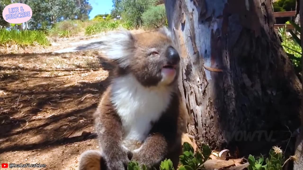 When Animals Face Off Against the Wrong Foe | #11