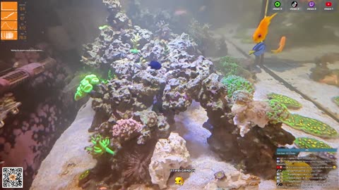 24/7 Real Live Reef Stream