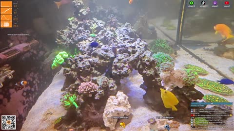 24/7 Real Live Reef Stream