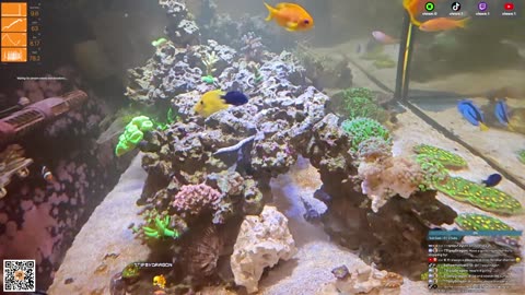 24/7 Real Live Reef Stream