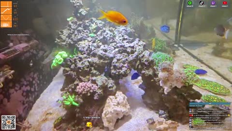 24/7 Real Live Reef Stream