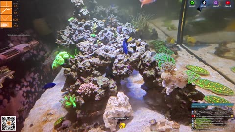 24/7 Real Live Reef Stream