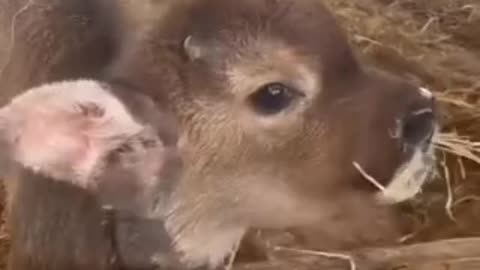 Very qute calf
