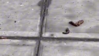 Dog poop after snow melts in NYC