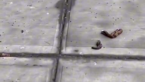 Dog poop after snow melts in NYC