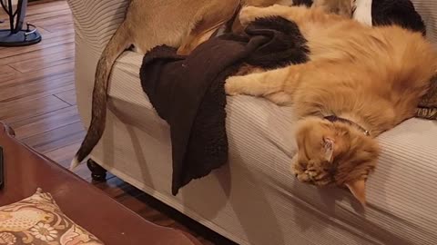 Archie and Henry snoozin