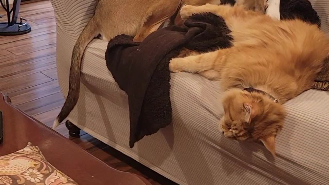 Archie and Henry snoozin