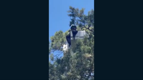 Osprey Rescued