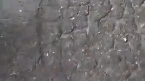 Animal caught on camera