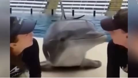 Funny Animal Dolphin / Swan Video