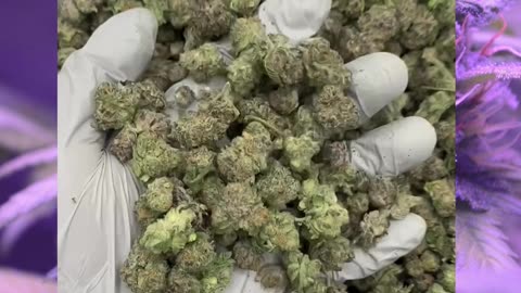 Purple Punch THCa Flower | 29% AAA Indoor | Bulk Wholesale & White Label Cannabis #Thca #thcahemp