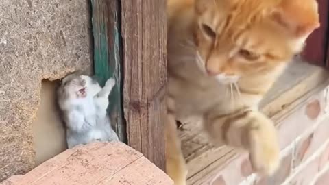 FUNNY CAT'S VIDEO 😀😀😀😂😂