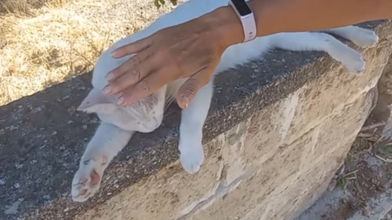 Gatto stupendo