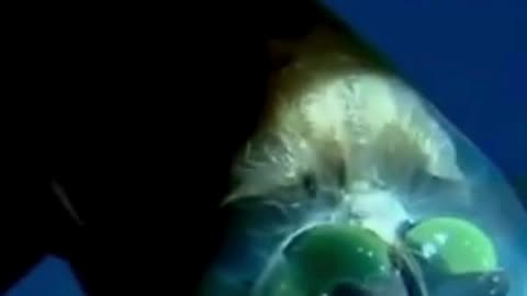 💋 Deepsea Fish with a Transparent Head