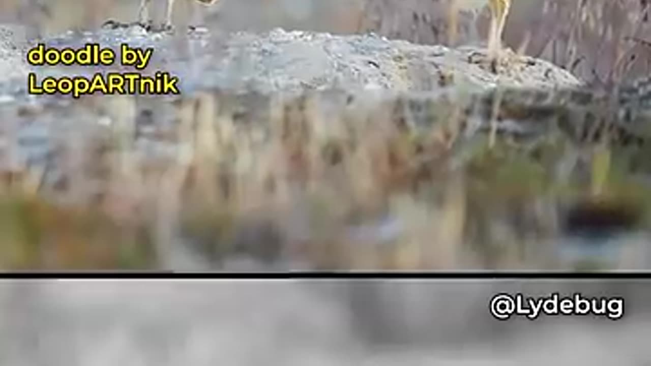 VIRAL CONTENT