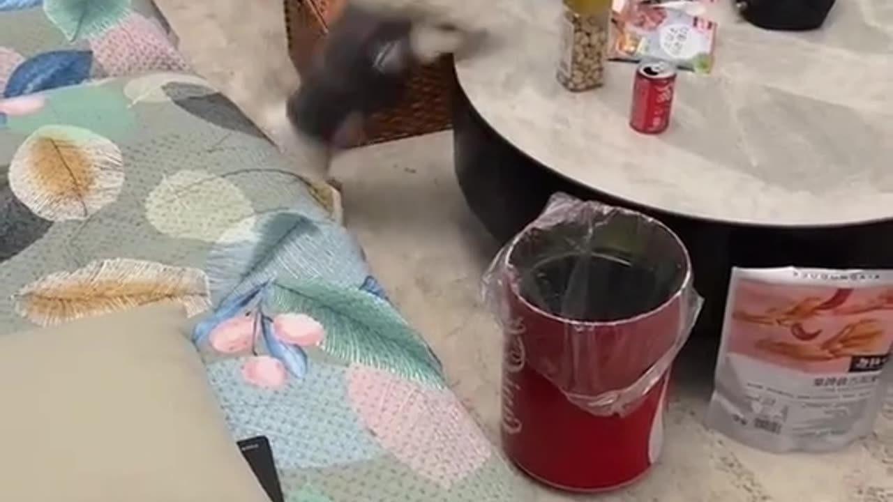 Dogs