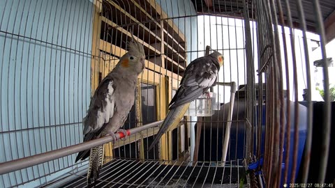"Lovely Australian Cockatiels Singging and Playing in Cage Part 1"