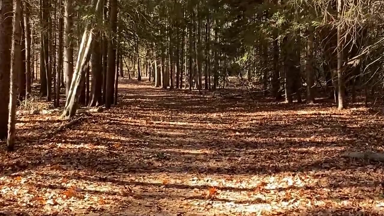 WE COULD ALL USE A LITTLE PEACE RIGHT NOW!