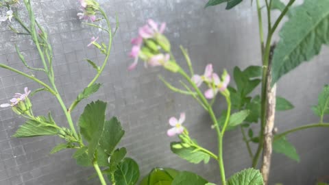 #Radish