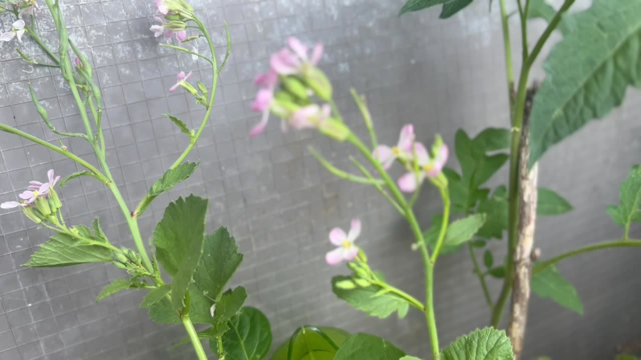 #Radish